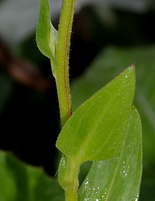 Erigeron - Erigeron atticus ?